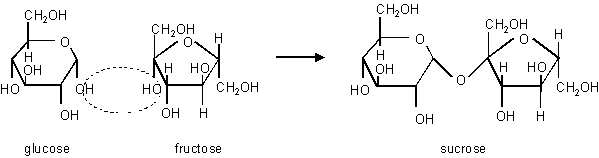 Фруктоза синтез. Реакцию c12h22o11 фруктоза Глюкоза катализирует. Фруктоза в природе. Sucrose Fructose. Фруктоза и водород.